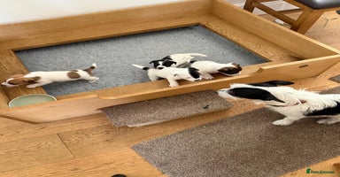 Jack Russell dogs - Advert 18