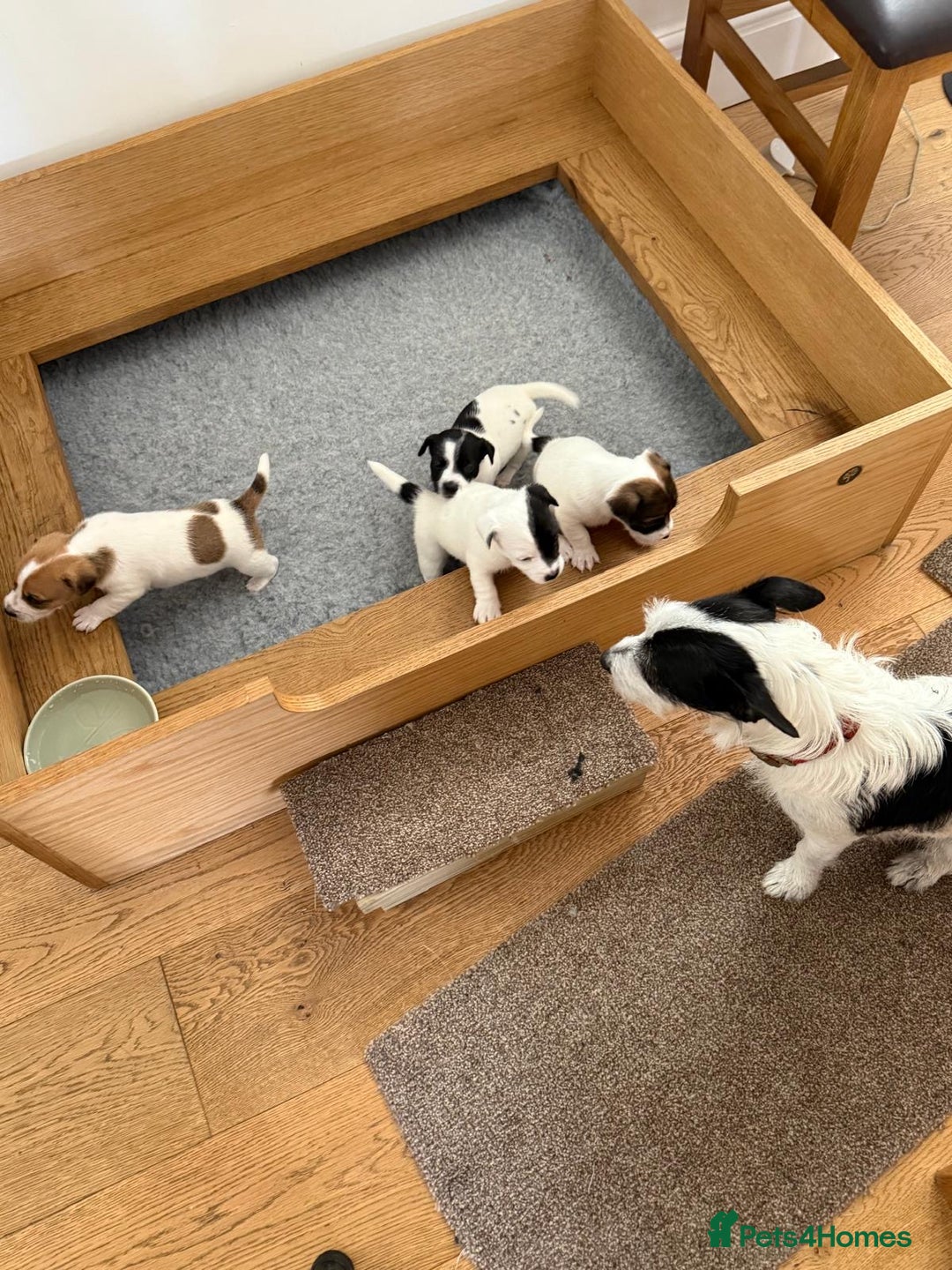 Jack Russell dogs for sale: Jack Russell puppies - Image 2