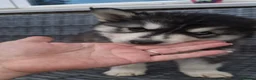 Pomsky dogs for sale: ❤️ POMSKY PUPPIES READY NOW ❤️ in Port Talbot - Advert 16