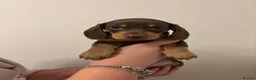Miniature Dachshund dogs for sale: Beautiful Miniature Dachshund - Advert 7