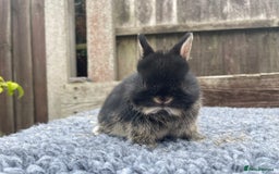 Netherland Dwarf rabbits for sale: Netherland Dwarf Babies & Adults available in Stoke-on-Trent - Image 16