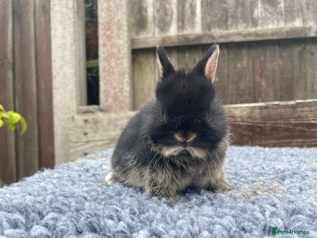 Netherland Dwarf rabbits for sale: Netherland Dwarf Babies & Adults available in Stoke-on-Trent - Image 16