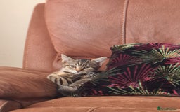 Domestic Shorthair cats for sale: 3 beatiful kittens for the price £200 altogether - Image 6