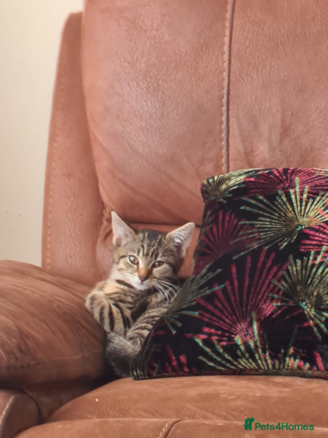Domestic Shorthair cats for sale: 3 beatiful kittens for the price £200 altogether - Image 6