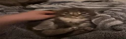 Maine Coon cats for sale: 🐾 BEAUTIFUL MAINE COON KITTENS FOR SALE 🐾 in Margate - Advert 19