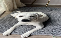 Labrador Retriever dogs for sale: Labrador retriever needed a new home  - Image 2