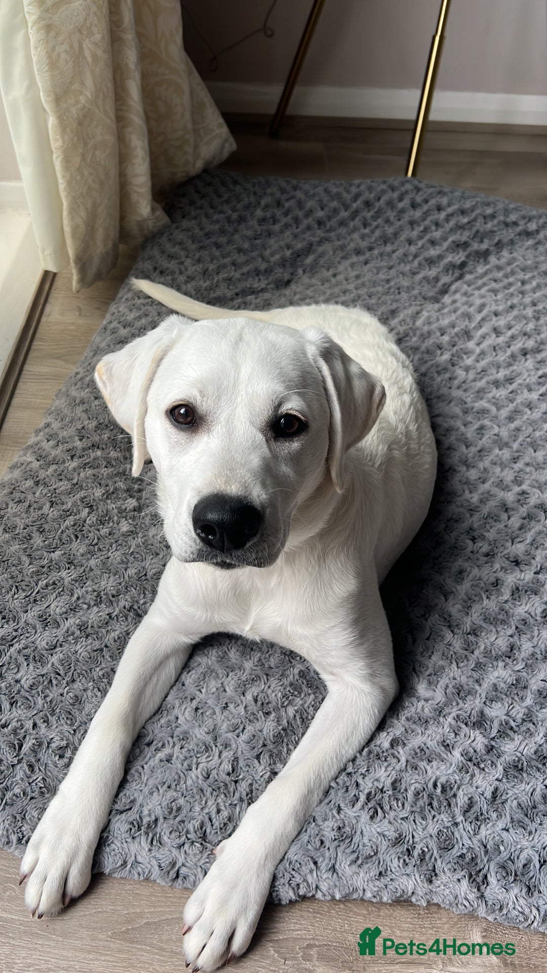 Labrador Retriever dogs for sale: Labrador retriever needed a new home  - Image 2
