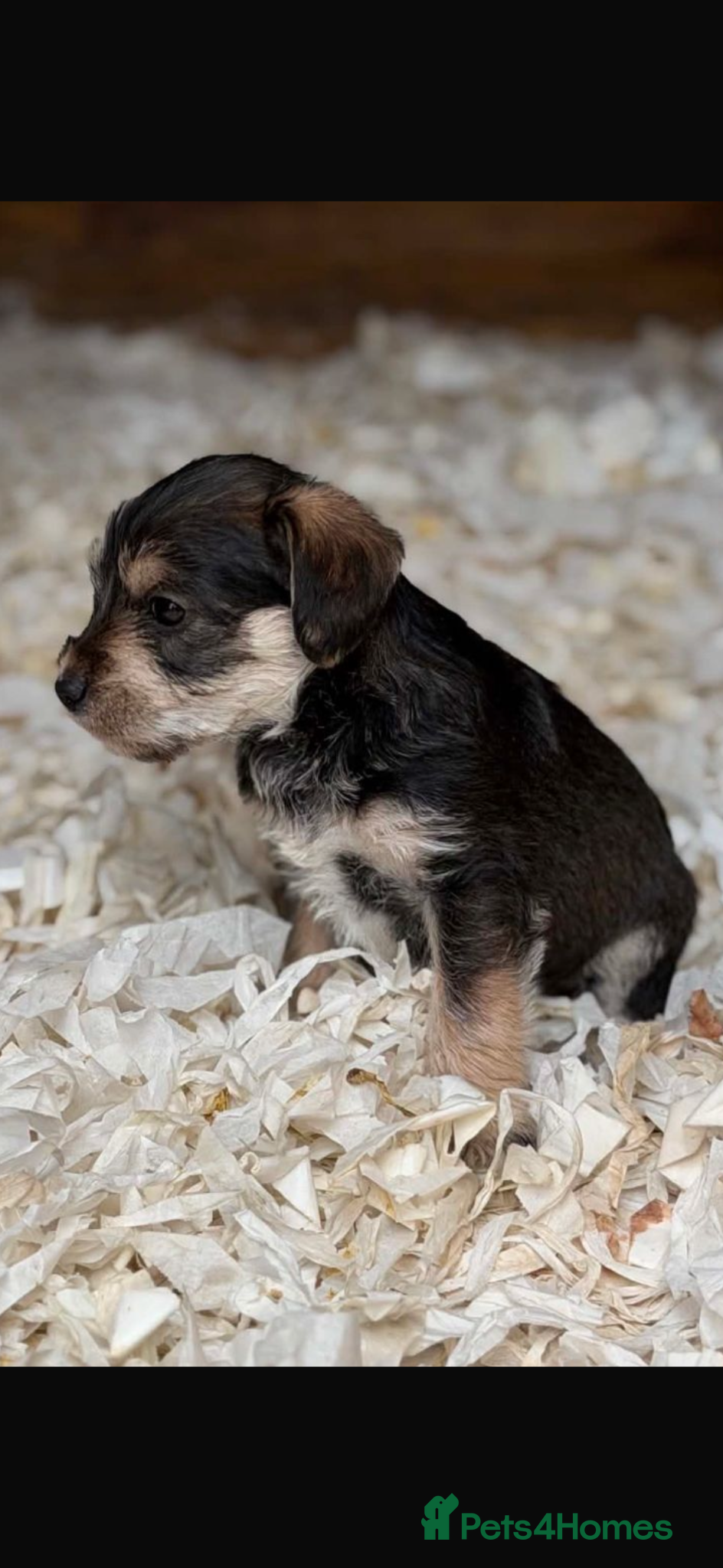 Yorkiepoo dogs for sale: 🐶Mini Yorkipoo puppies (toy size)🐶 - Advert 3