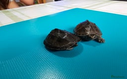 Turtle reptiles for sale: 2x Razorback baby turtles , 2x common musk turtles - Image 2