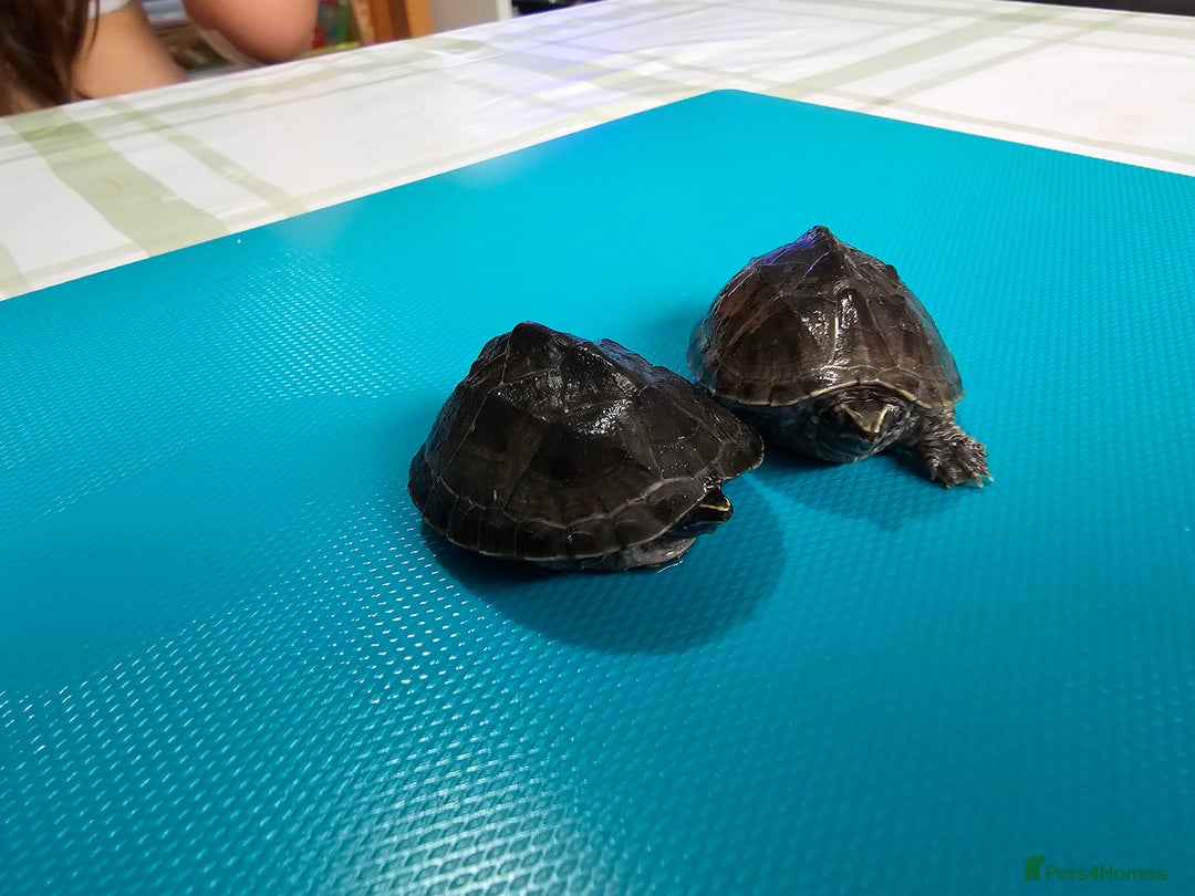 Turtle reptiles for sale: 2x Razorback baby turtles , 2x common musk turtles - Image 2