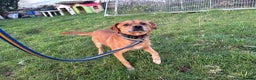 Mixed Breed dogs for adoption: Fry - Norwich Norfolk  - Advert 6