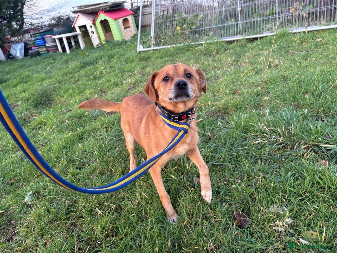 Mixed Breed dogs for adoption: Fry - Norwich Norfolk  - Advert 6