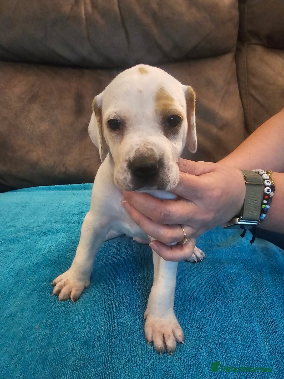 Pointer dogs for sale: Quality Pointer Puppies - Advert 12