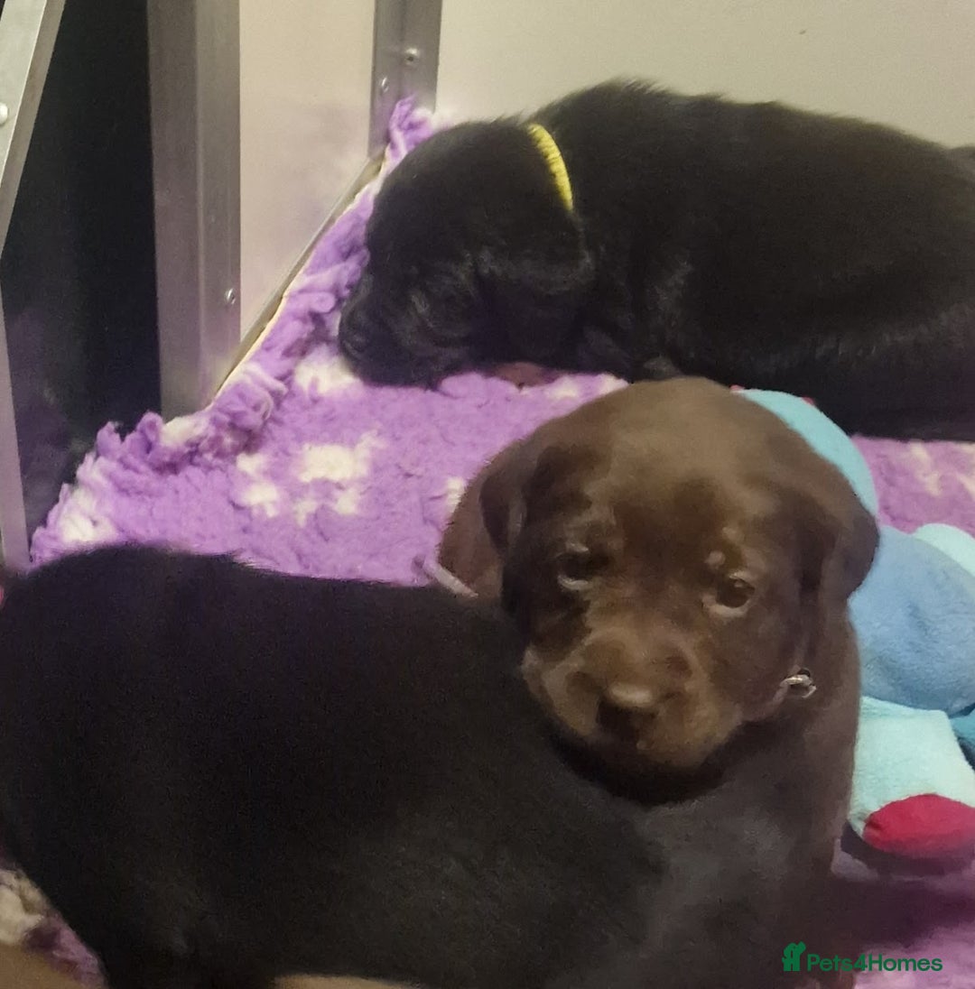 Labrador Retriever dogs for sale: Kennel Club Reg Health Tested Puppies 2 Bitches - Advert 3