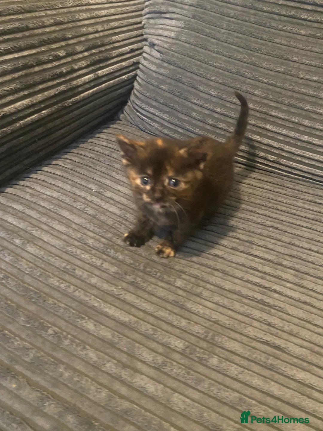 Domestic Shorthair cats for sale: 4 Beautiful kittens looking for loving homes - Advert 2