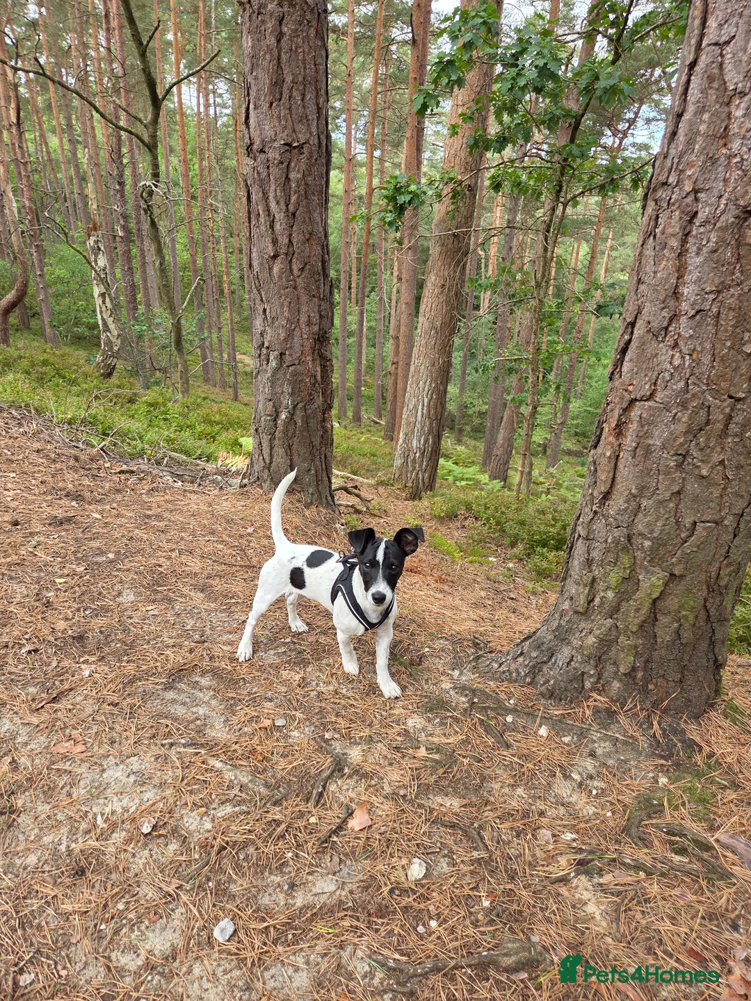 Jack Russell dogs for sale: *ENZO 1 Year Old - Advert 2