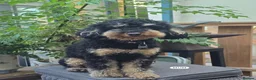 Toy Poodle dogs for sale: 4 Beautiful toy poddles - Advert 15
