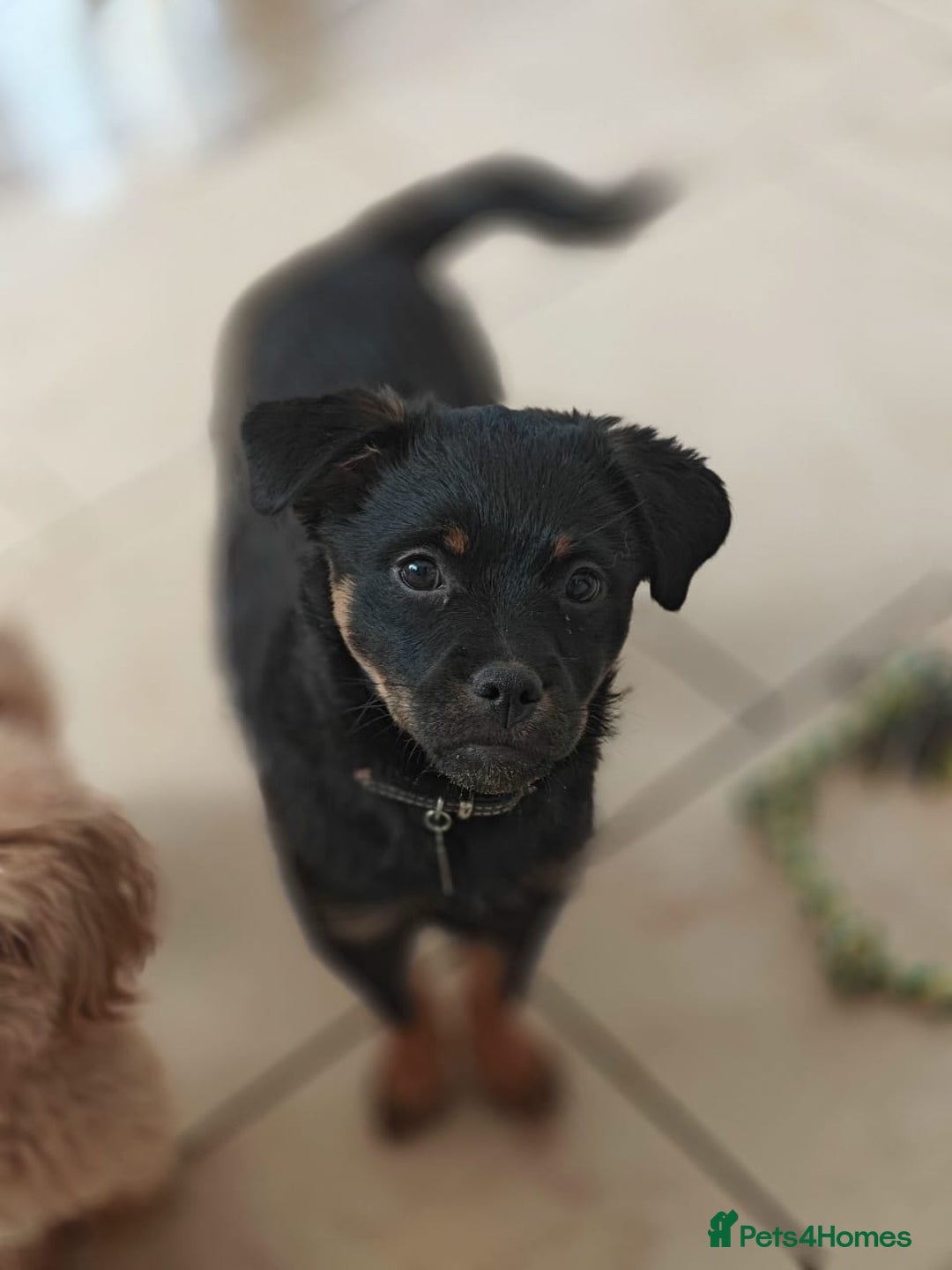 Mixed Breed dogs for adoption: 🐶💖 MATILDA 💖🐶 - Image 8