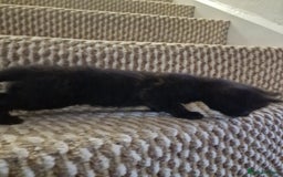 Mixed Breed cats for sale: Kittens ready to find homes - Image 14