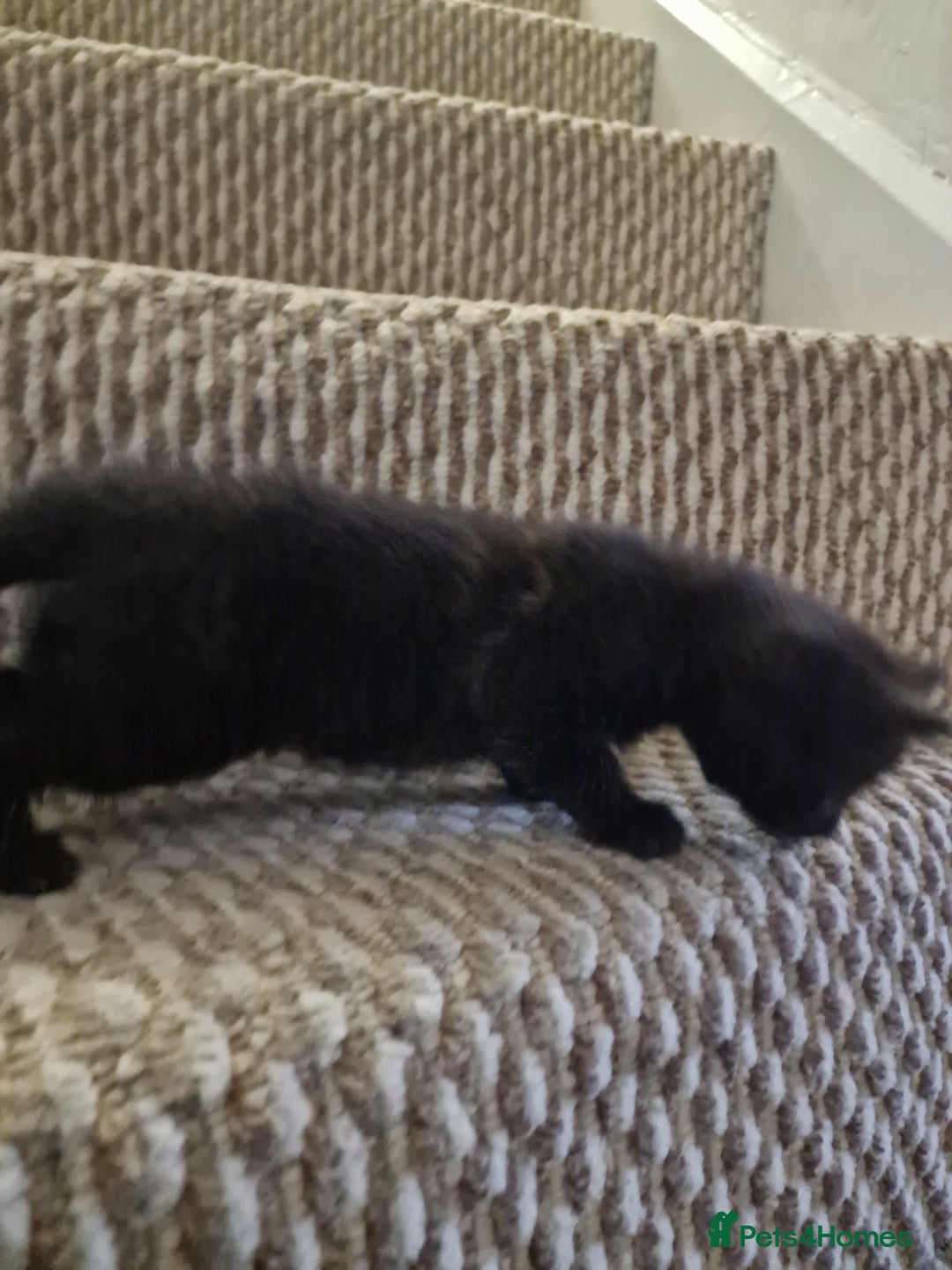 Mixed Breed cats for sale: Kittens ready to find homes - Image 14