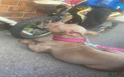 Mixed Breed dogs for sale: Pocket Bully  - Advert 3