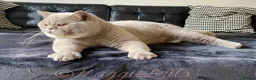 British Shorthair cats for stud: Championline Lilac Stud in Northolt - Advert 9