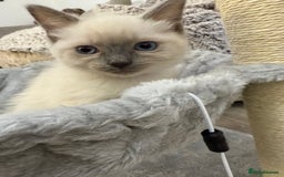 Ragdoll cats for sale: 3 fluffy fluff balls of Ragdoll… 07508 297567 - Image 12