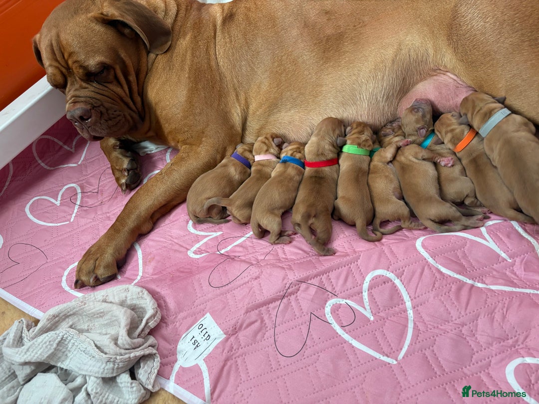 Dogue De Bordeaux dogs for sale: KC reg Dogue de Bordeaux puppies  - Image 2