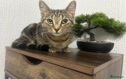 Domestic Shorthair cats for sale: Selene and Hades - £60 Indoor Bonded Pair - Image 6