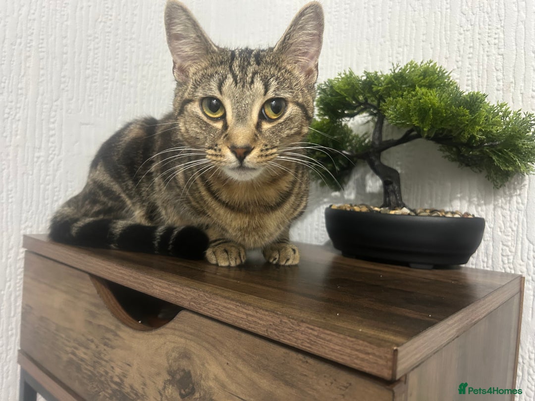 Domestic Shorthair cats for sale: Selene and Hades - £60 Indoor Bonded Pair - Image 6
