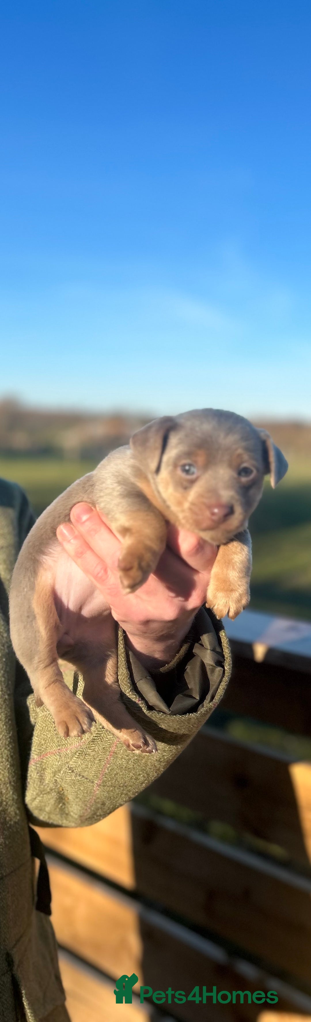 Jack Russell dogs for sale: Stunning Jack Russell puppies fr sale-all colours  - Advert 25