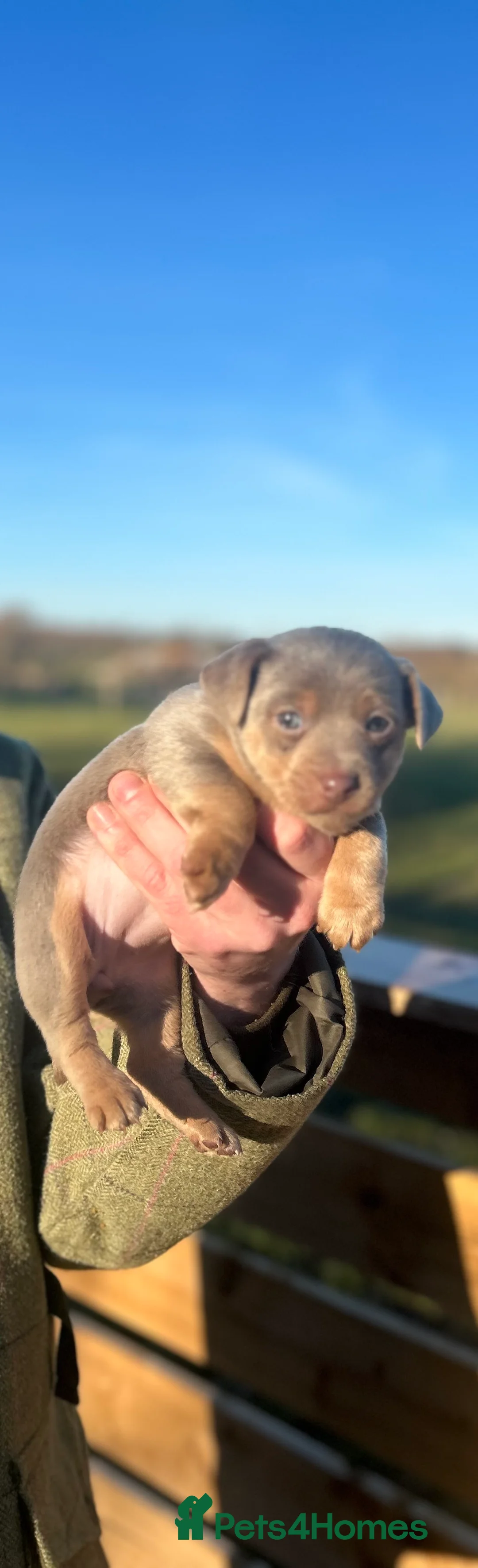 Jack Russell dogs for sale: Stunning Jack Russell puppies fr sale-all colours  - Advert 27