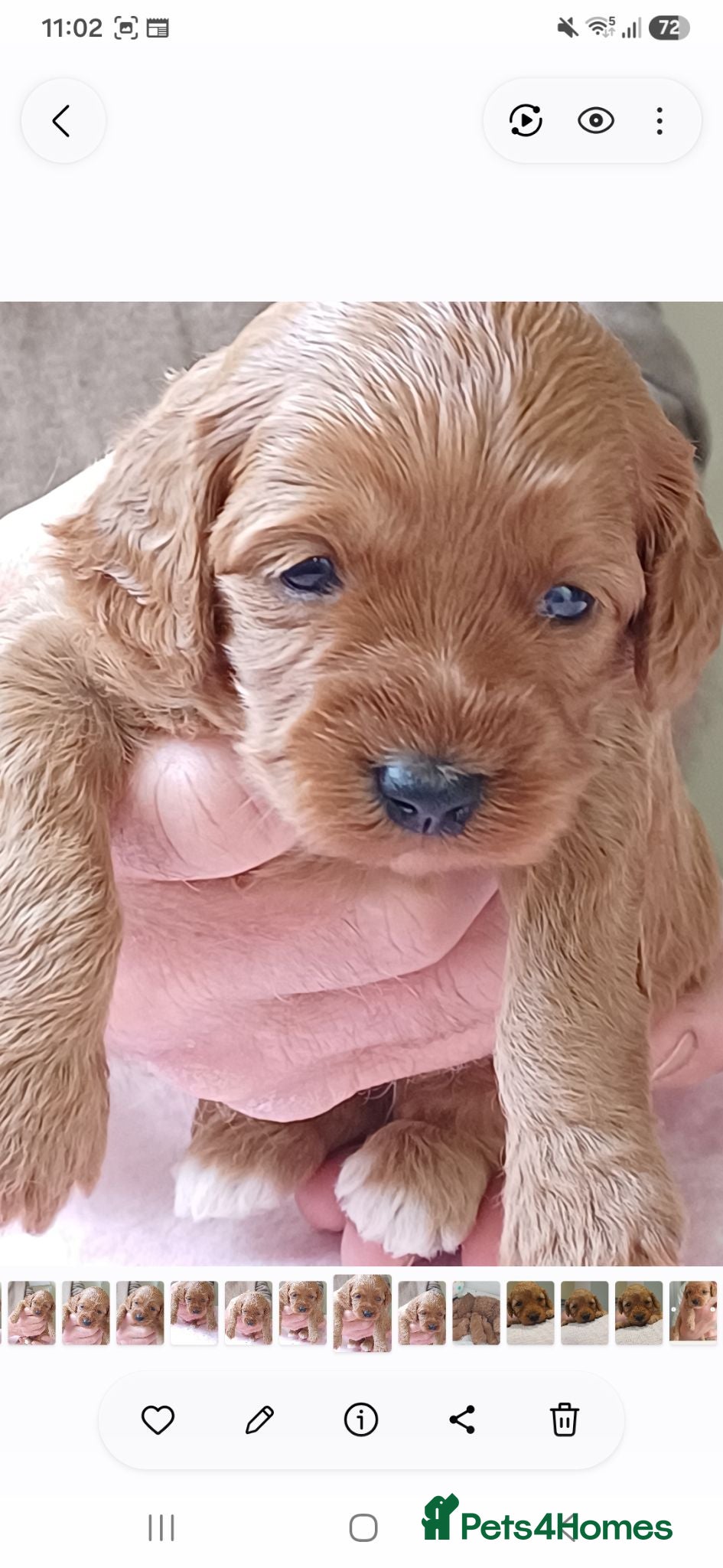 Cavapoo dogs Health-Tested Cavapoos-Raised with ENS & ESI   - Advert 1