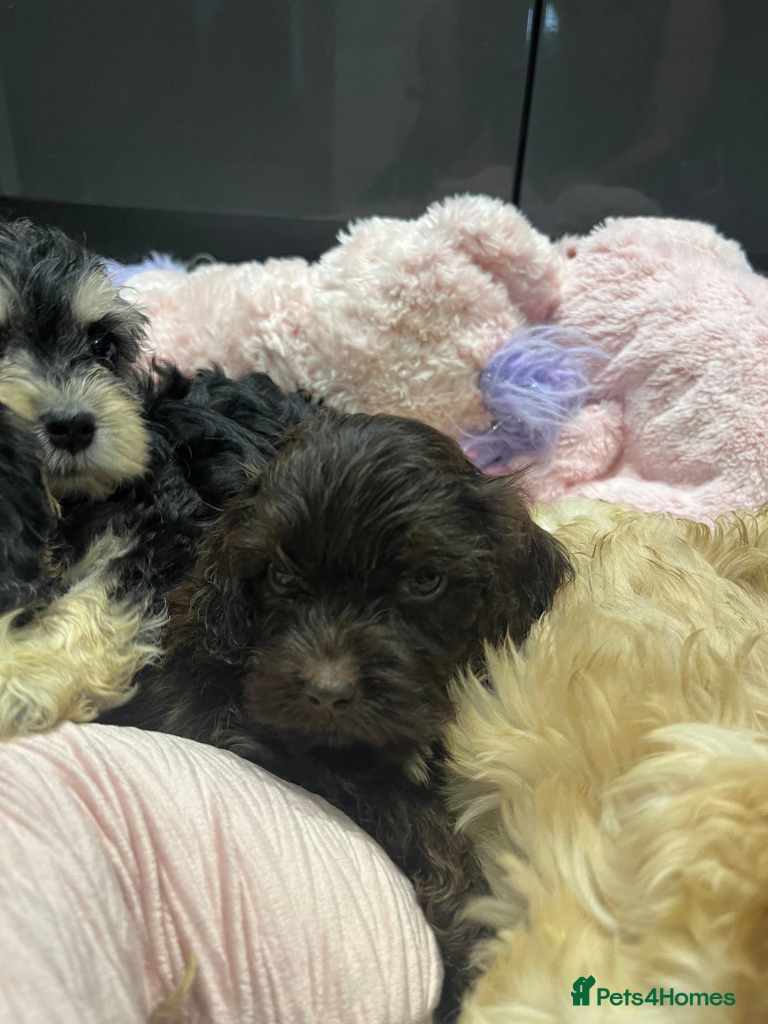 Cockapoo dogs for sale: Beautiful F1 Cockapoo puppies  - Image 11