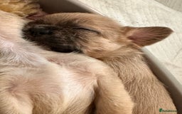 Mixed Breed dogs for sale: 3 gorgeous pups ready now - Image 16