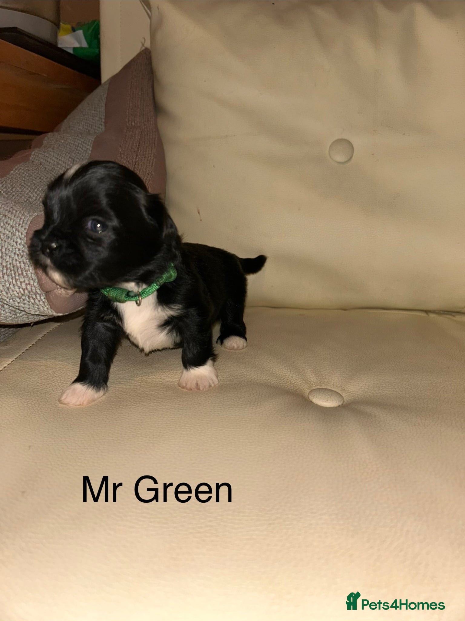 Lhasa Apso dogs KC Lhasa PUPS ( 7 wks old ) PRA4 CLEAR - Advert 3