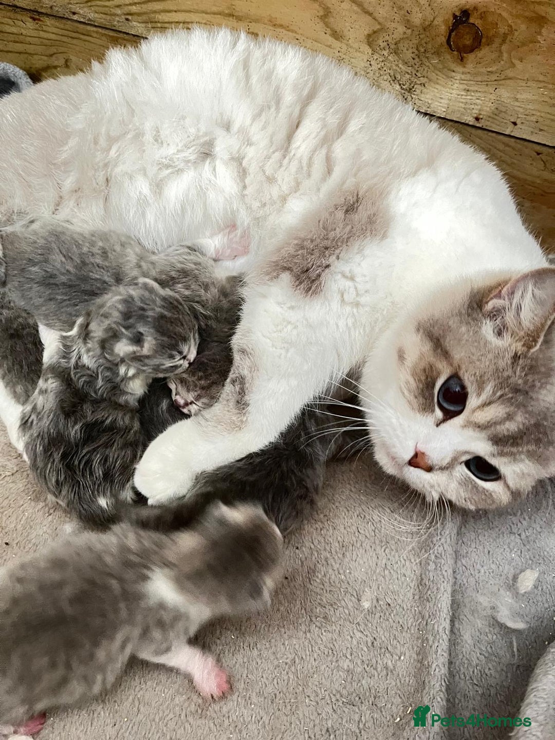 British Shorthair cats for sale: Purebred blue/White British Shorthair Kittens - Image 7