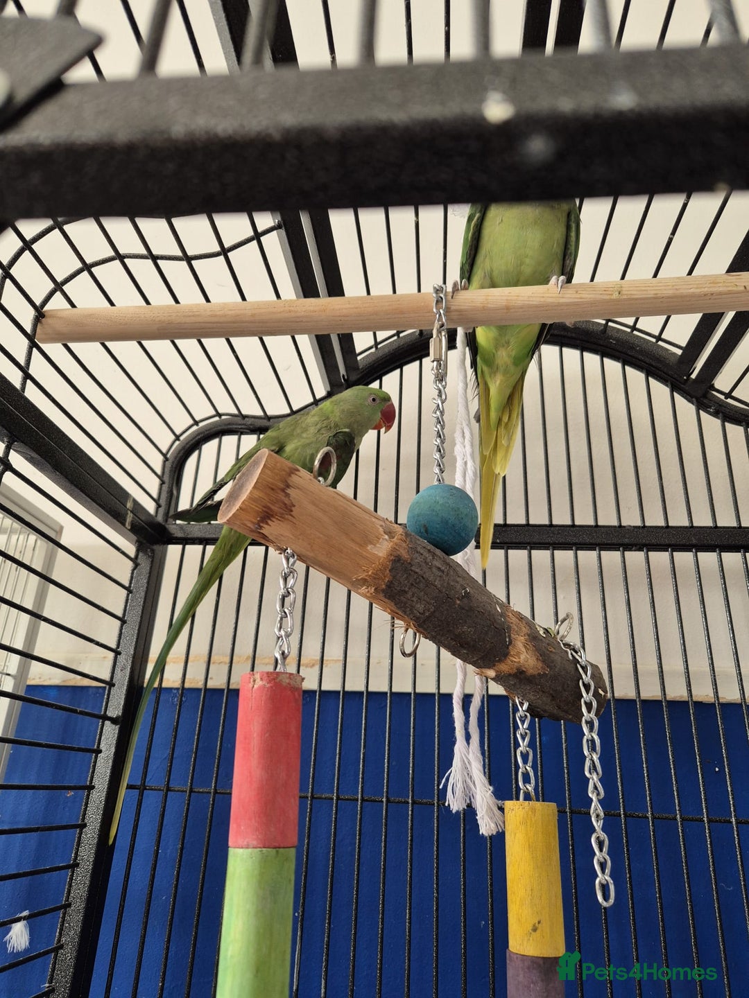 Ringnecks birds for sale: Alexander ringnecks - Image 4