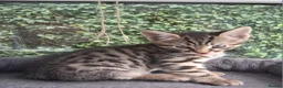 Mixed Breed cats for sale: Stunning Toyger striped tabbies 😻 - Advert 13
