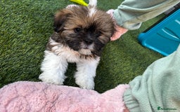 Lhasa Apso dogs for sale: 6 beautiful Lhasa Apso puppies - Image 2