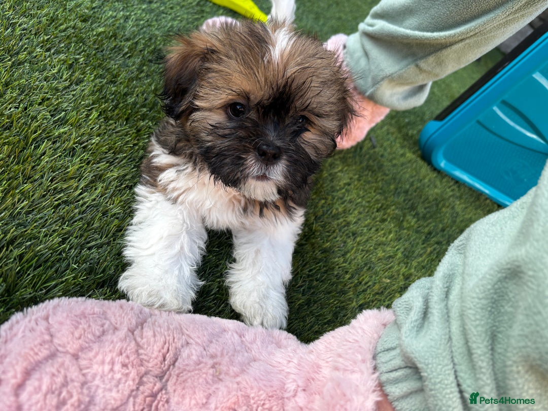 Lhasa Apso dogs for sale: 6 beautiful Lhasa Apso puppies - Image 2