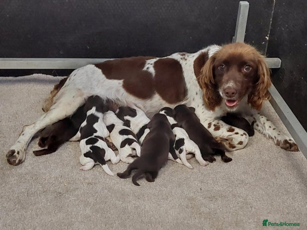 Sprocker dogs - Advert 7