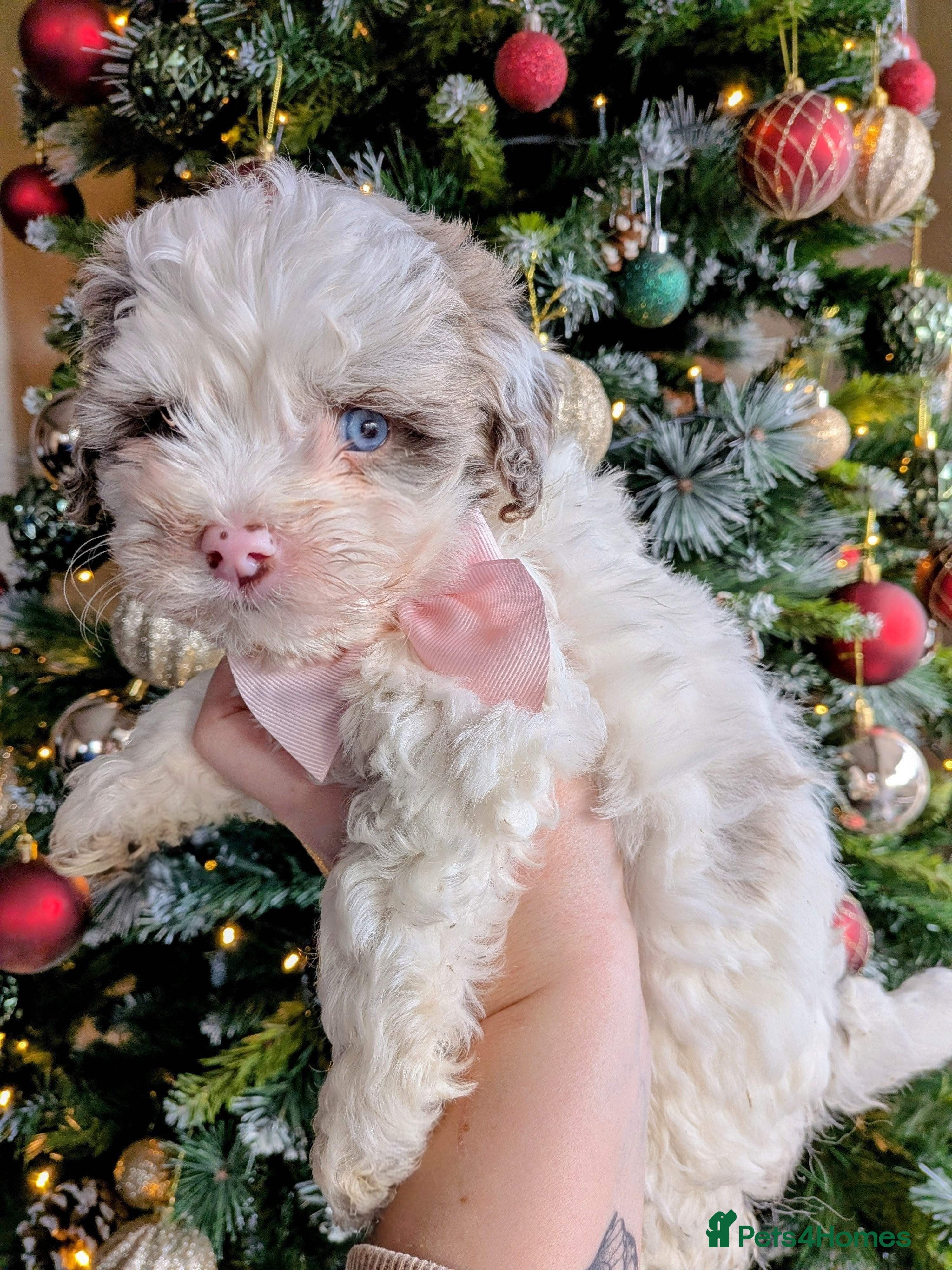 Bordoodle dogs Toy Bordoodles ❤️  - Advert 1