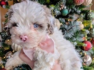 Bordoodle dogs Toy Bordoodles ❤️ - Advert 4