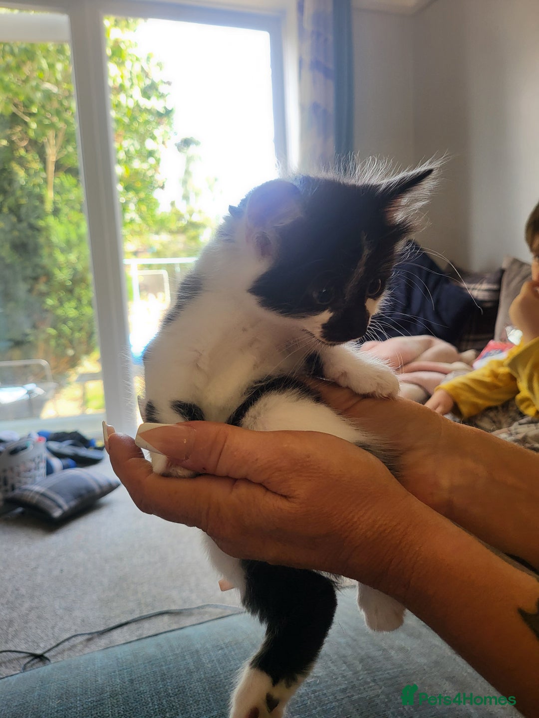 Mixed Breed cats for sale: Beautiful kittens - Image 9