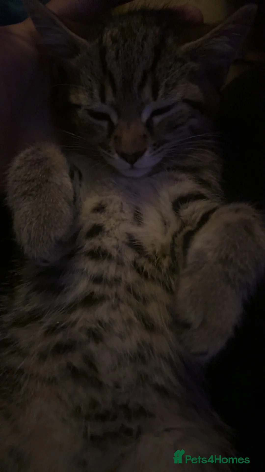 Mixed Breed cats for sale: 3 female kittens   in Swindon - Advert 2