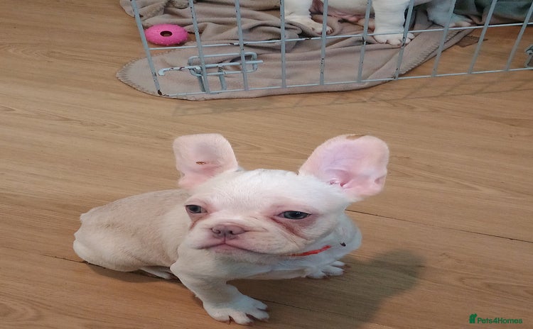 French Bulldog dogs - Advert 10