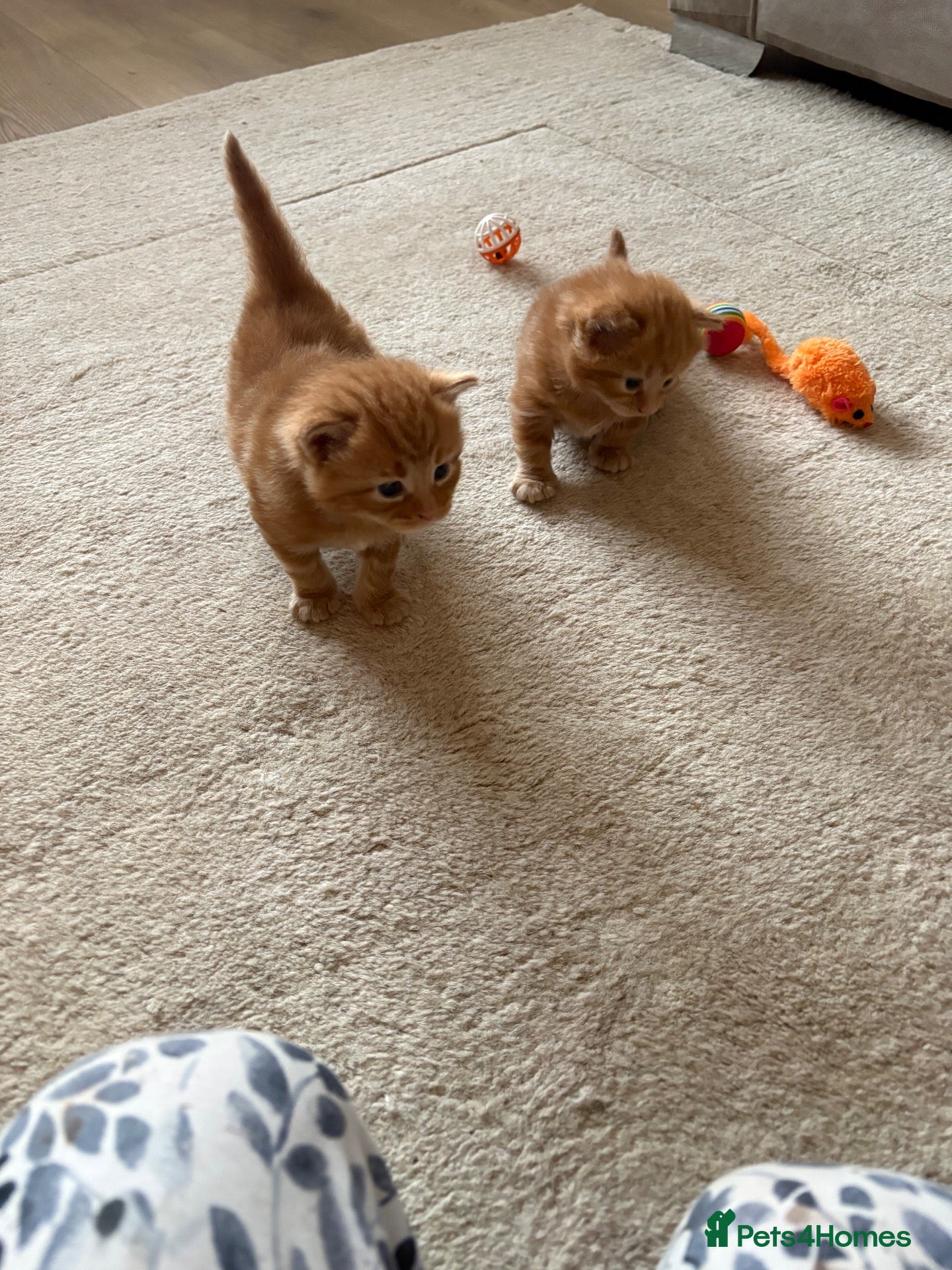 Mixed Breed cats Mixed Breed Kittens  - Advert 13