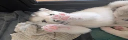 Alaskan Malamute dogs for sale: Alaskan Malamute Puppies – Loving Family Raised - Advert 8