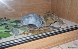 Gecko reptiles for sale: Leopard geko - Advert 4